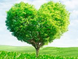 arbre coeur